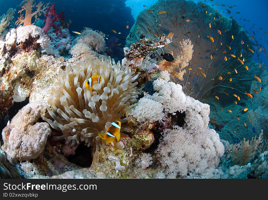 Pristine Tropical coral reef