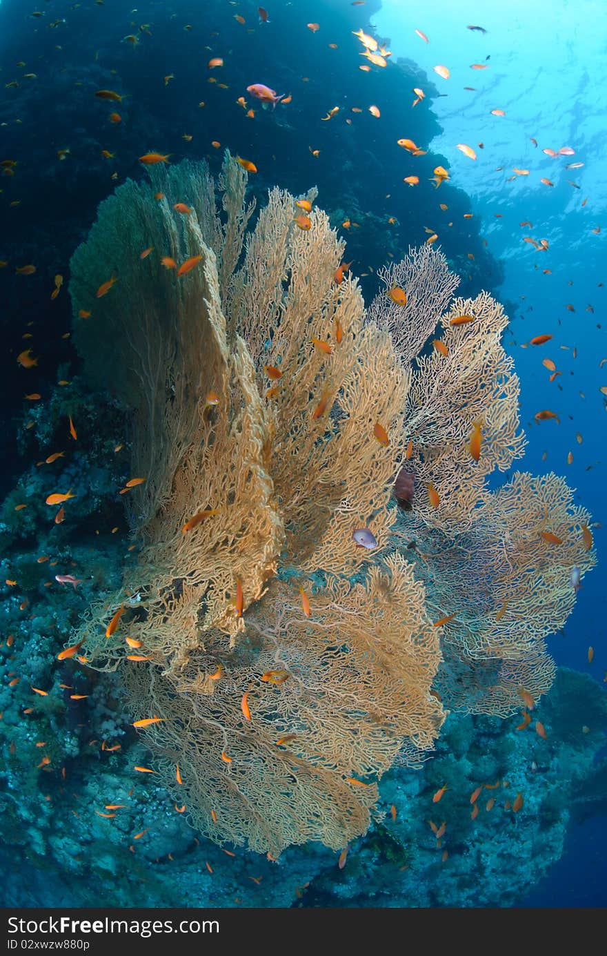 Giant georgonian fan coral (Annella mollis), with school of anthias. Red Sea, Egypt. Giant georgonian fan coral (Annella mollis), with school of anthias. Red Sea, Egypt.