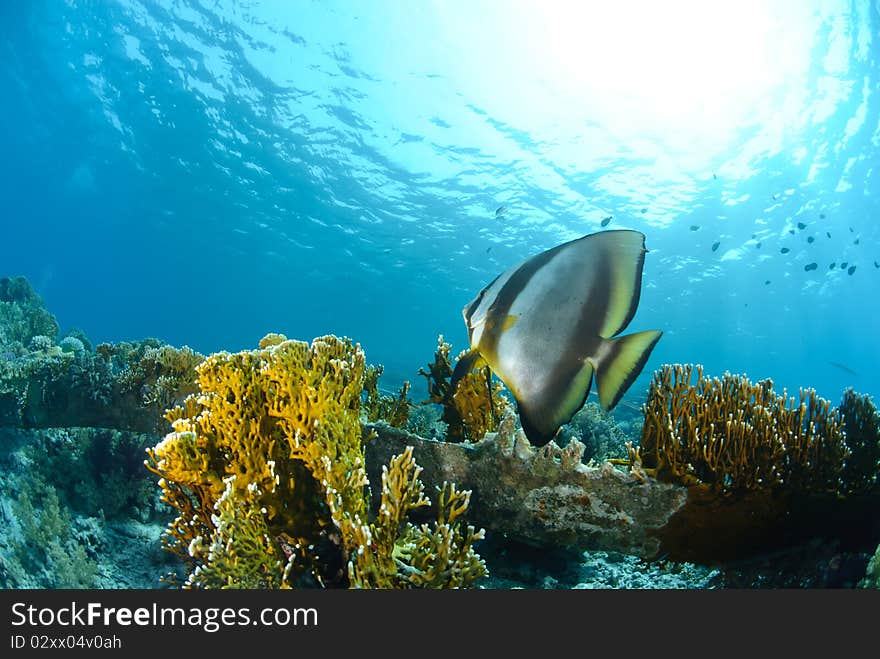 Circular batfish above coral reef and sun