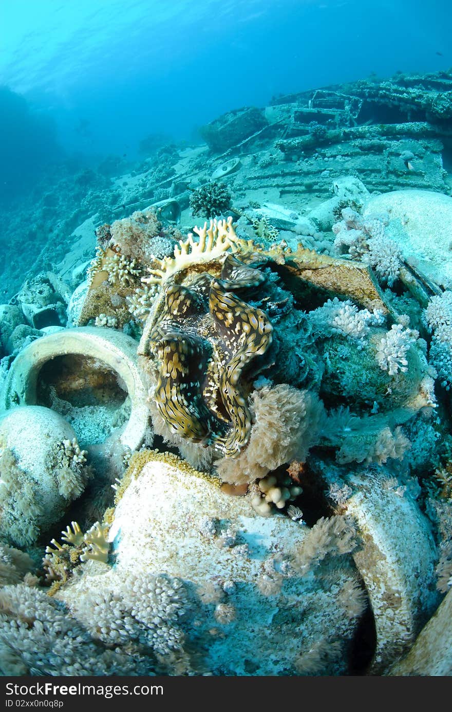 Abandoned cargo from shipwreck