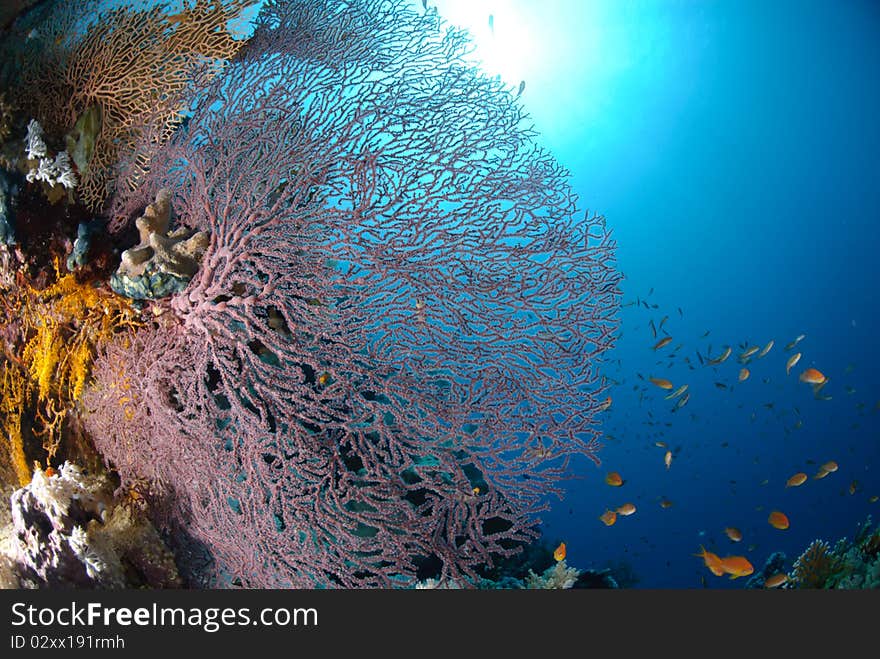 Giant georgonian fan coral (Annella mollis), with school of anthias. Red Sea, Egypt. Giant georgonian fan coral (Annella mollis), with school of anthias. Red Sea, Egypt.