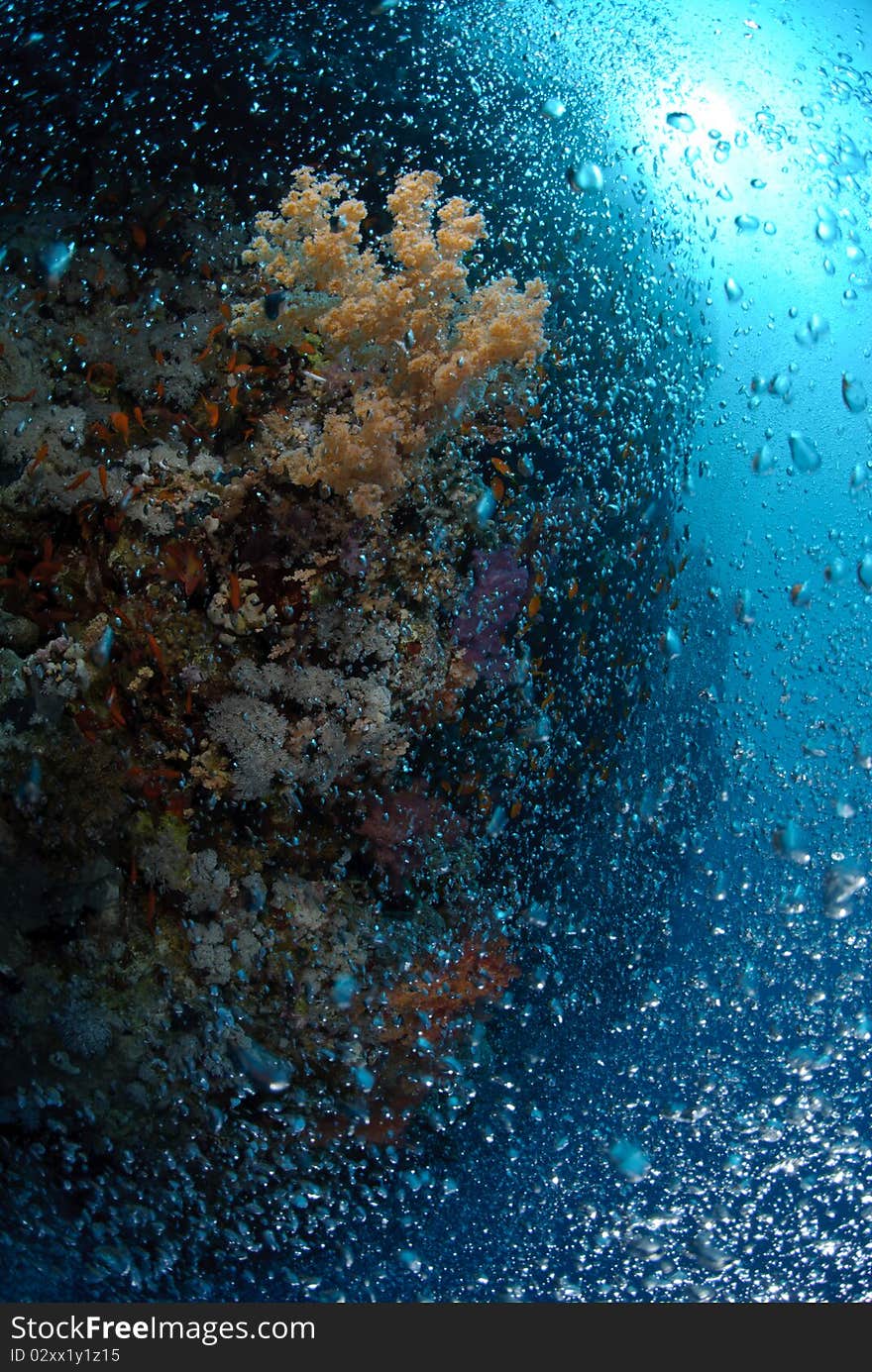 Bubbles rising up over coral reef