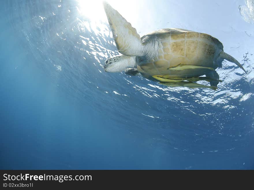 Green Sea turtle close to the ocean surface.