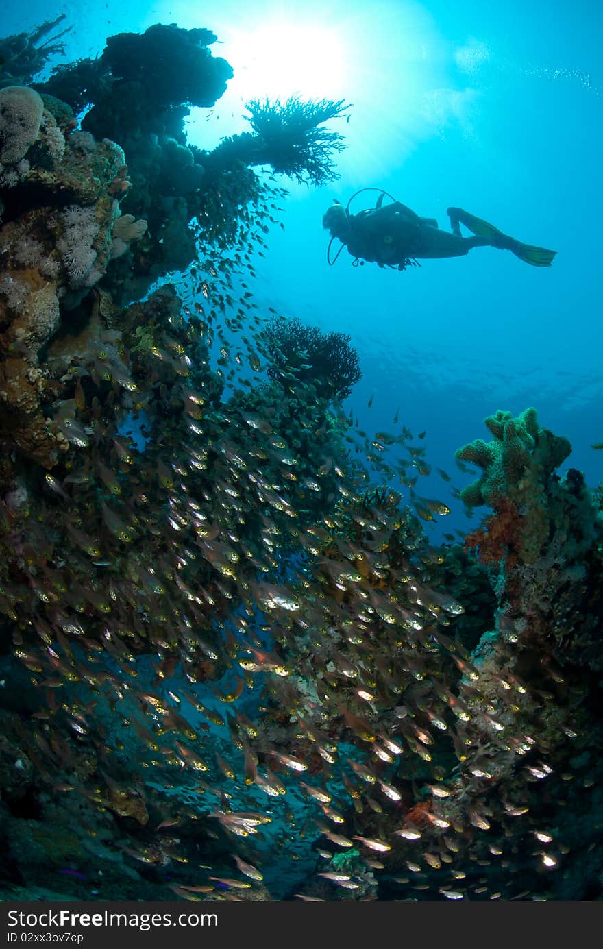 Silhouette of female scuba diver