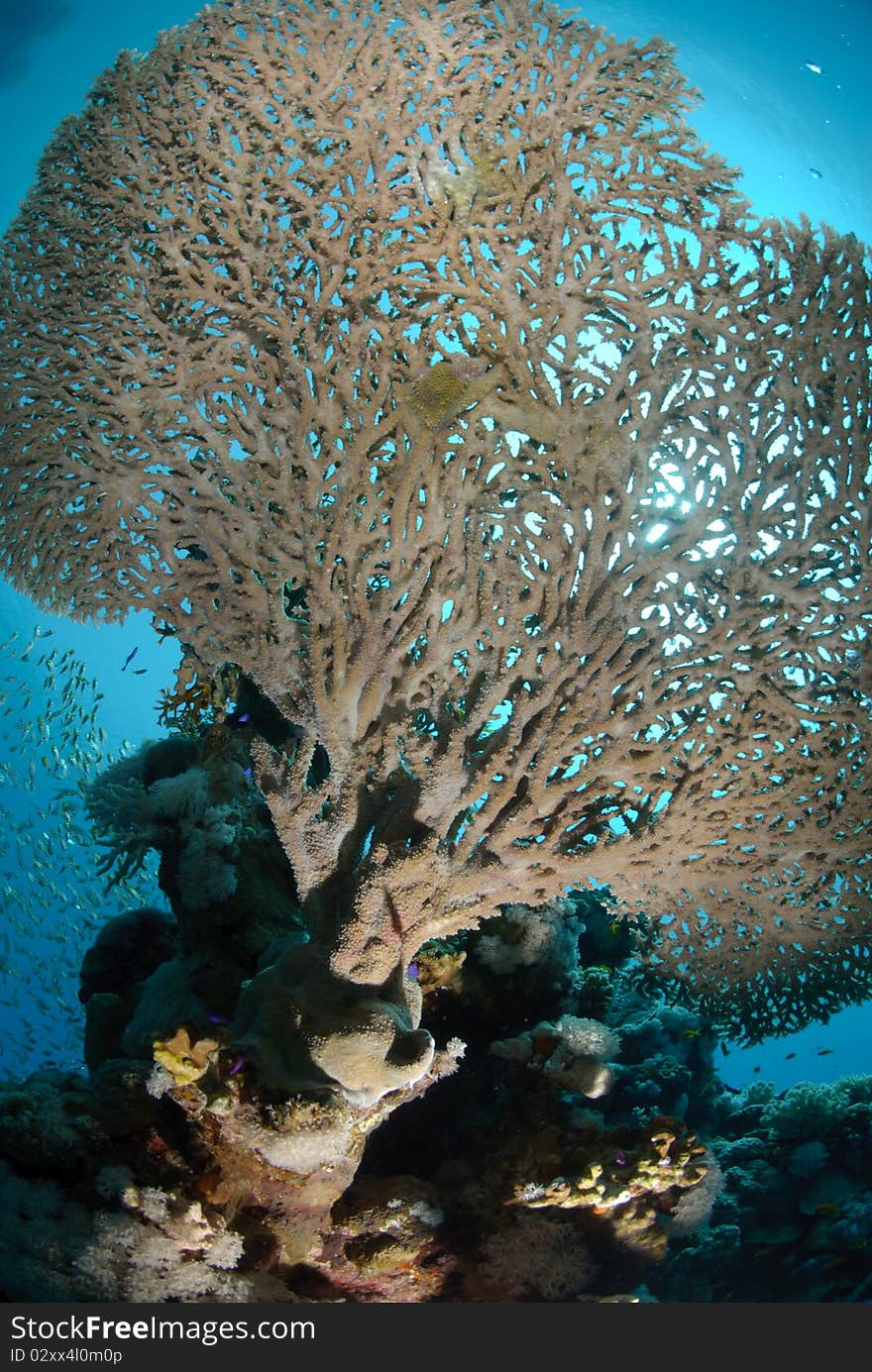 Below view of a table coral, Red sea, Egypt.