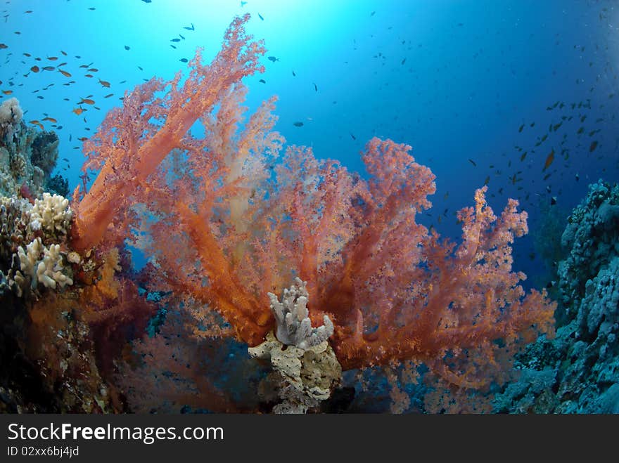 Colourful tropical reef