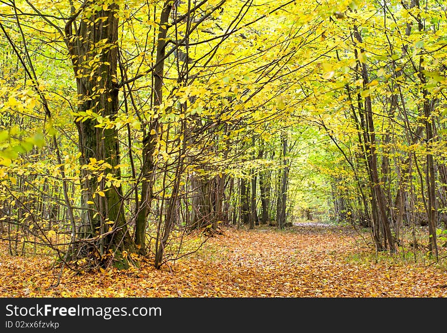 Autumn landscape of young grey forest with bright blue sky. Autumn landscape of young grey forest with bright blue sky