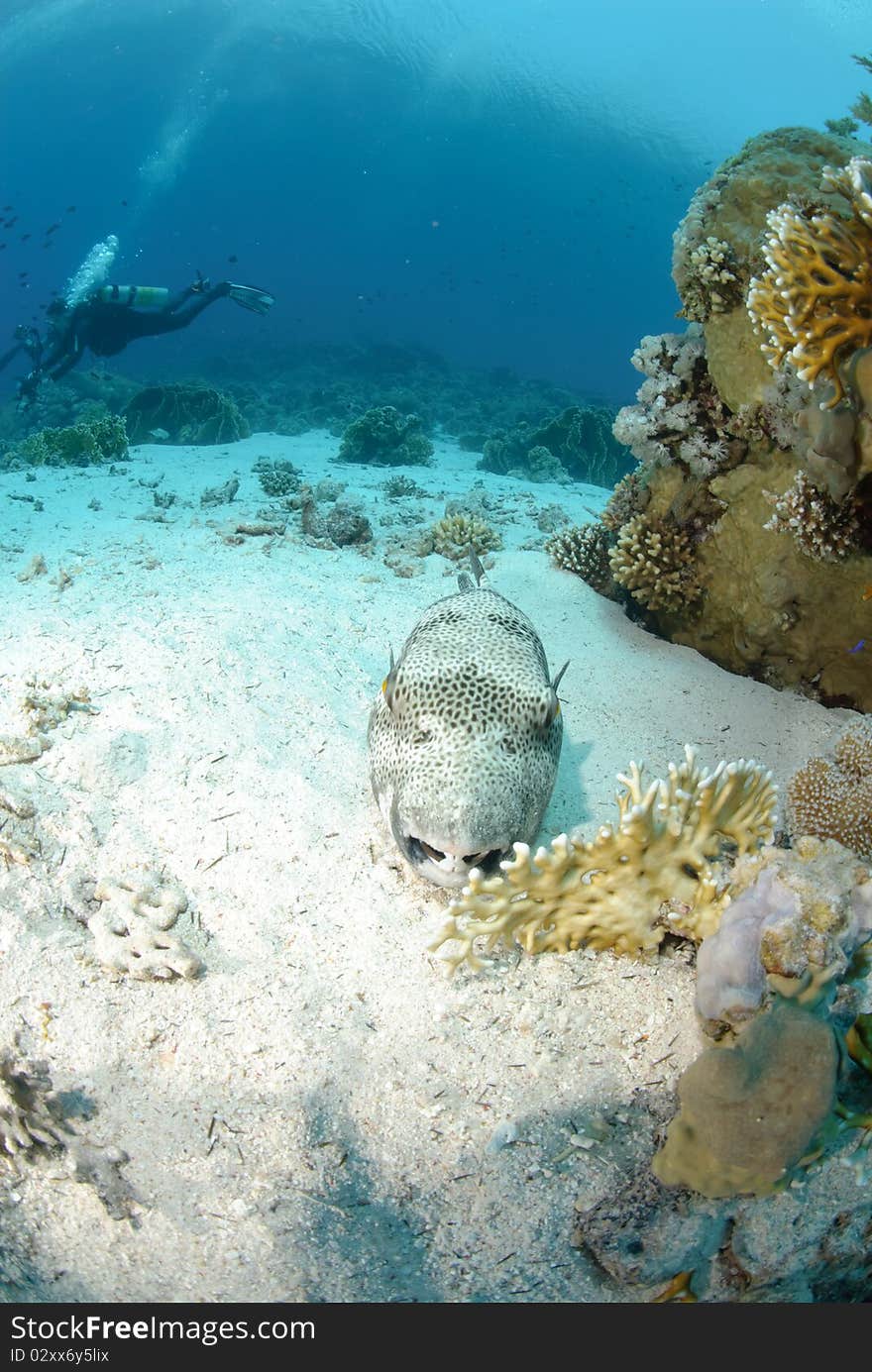 Giant puffer fish