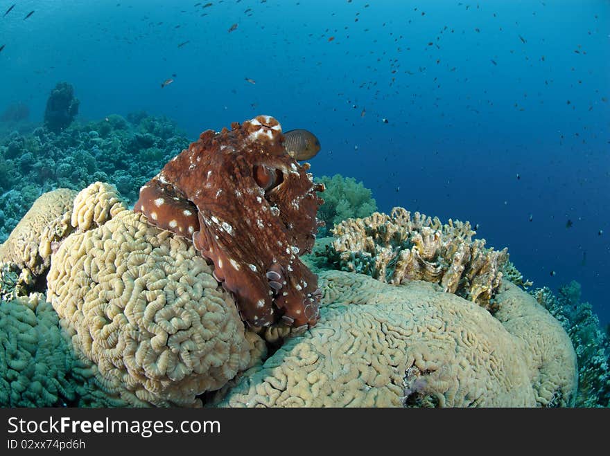 Common Reef octopus moving over coral reef