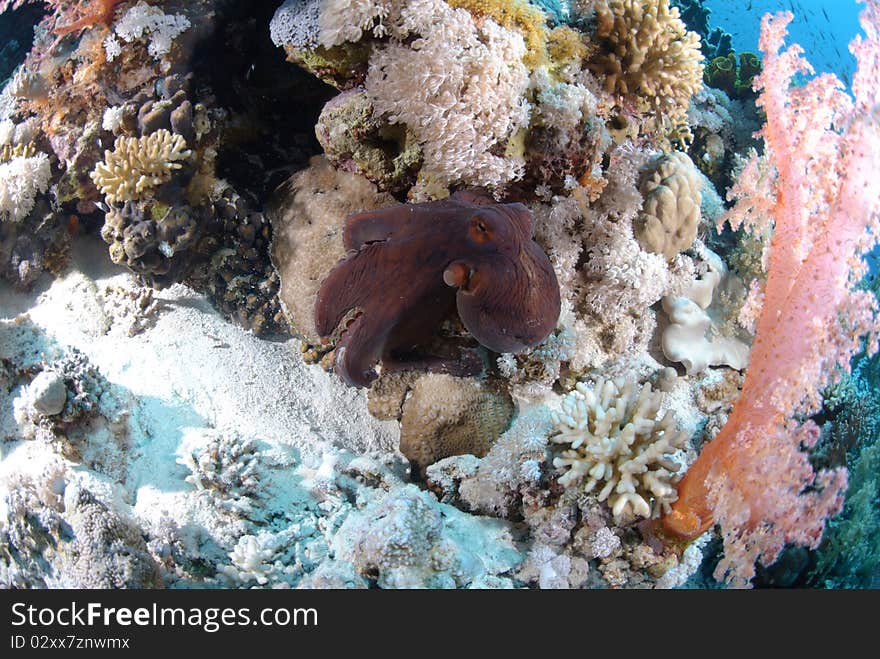 Common Reef octopus moving over coral reef