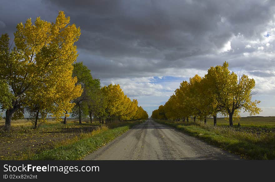 Tunnel of yellow leaf trees on a summer afternoon in the Autumn season. Tunnel of yellow leaf trees on a summer afternoon in the Autumn season