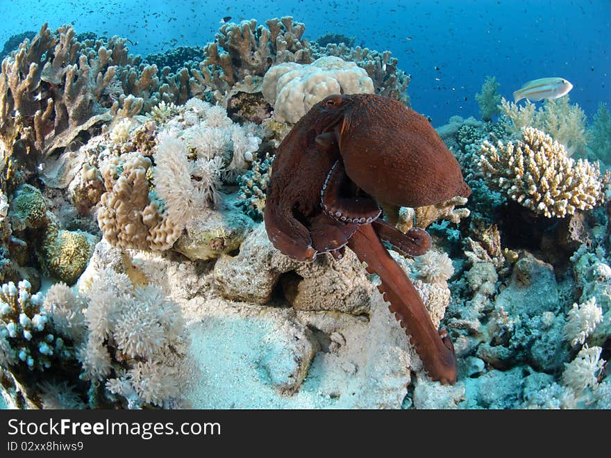 Common Reef octopus moving over coral reef