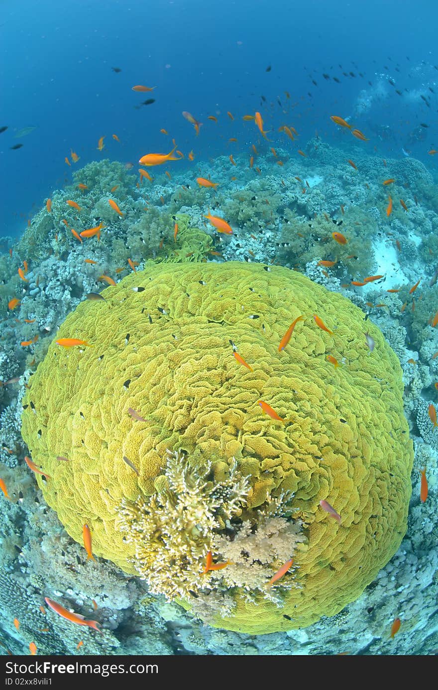 Large salad coral. Red Sea, Egypt. Large salad coral. Red Sea, Egypt