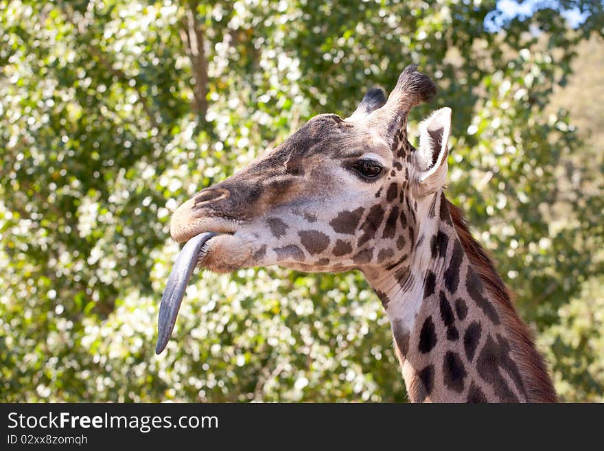 Giraffe With Tongue Out