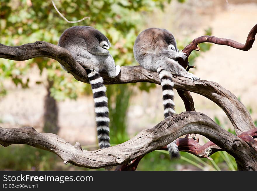 Two Ring-tailed Lemurs Taking A Nap