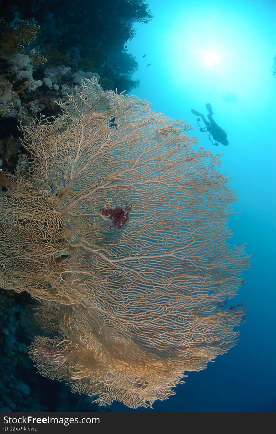 Giant georgonian fan coral (Annella mollis). Red Sea, Egypt.