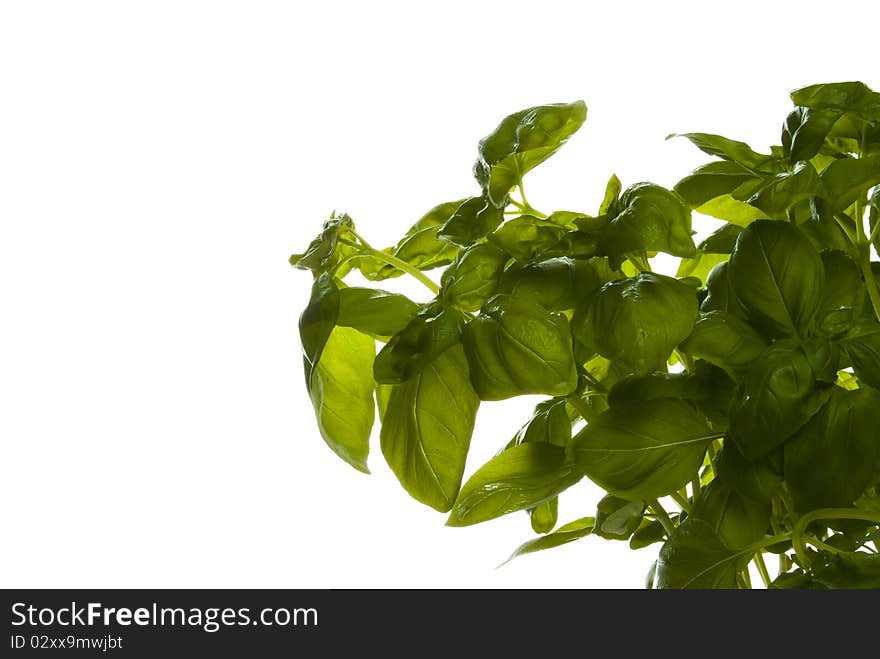 Plant basil herb on white background