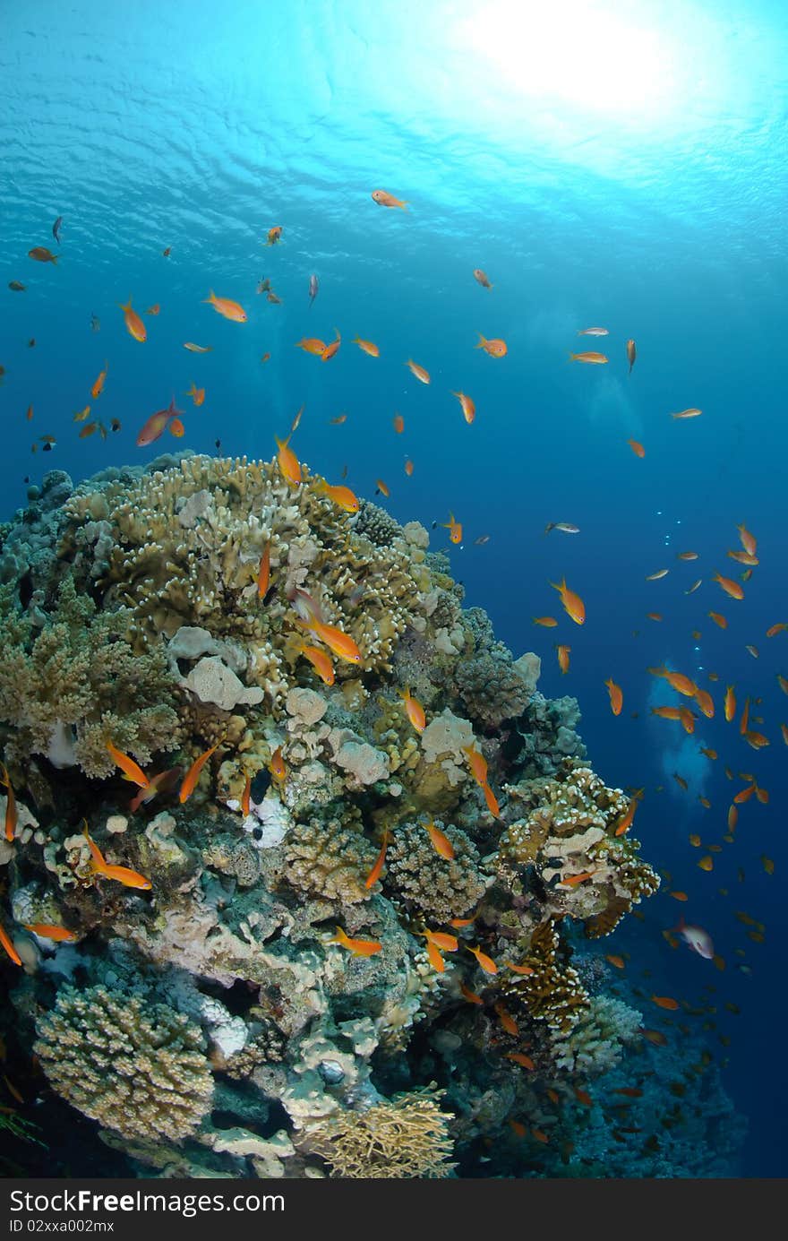 Vibrant and colourful tropical reef scene. Red sea, Egypt.