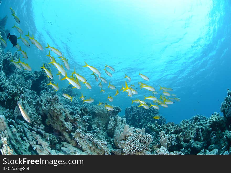 Small school of Red sea goatfish (Parupeneus forsskali). Red Sea, Egypt.