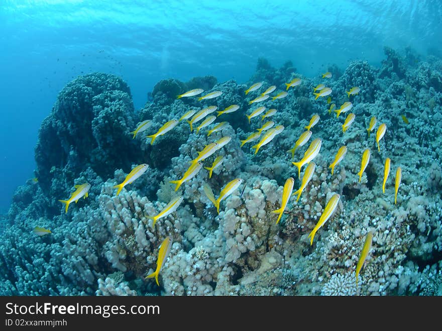 Small school of Red sea goatfish