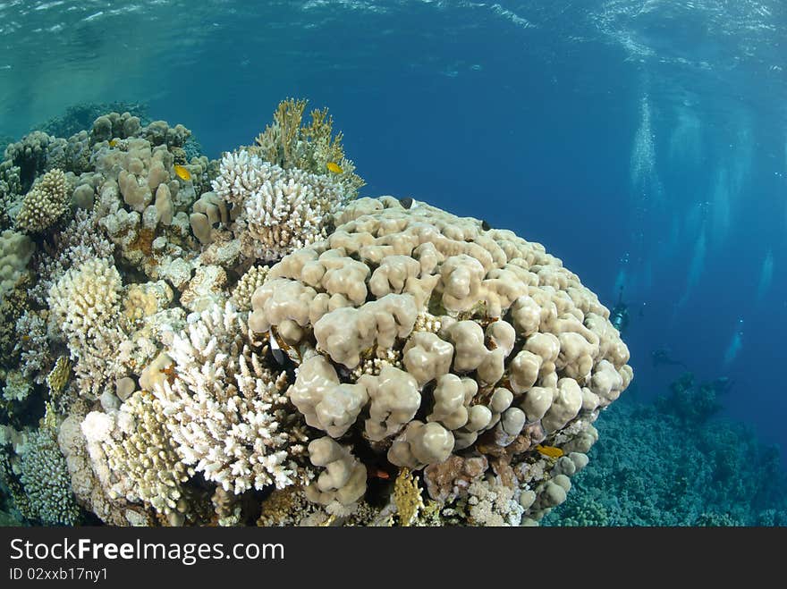 Vibrant and colourful tropical reef scene. Red sea, Egypt.