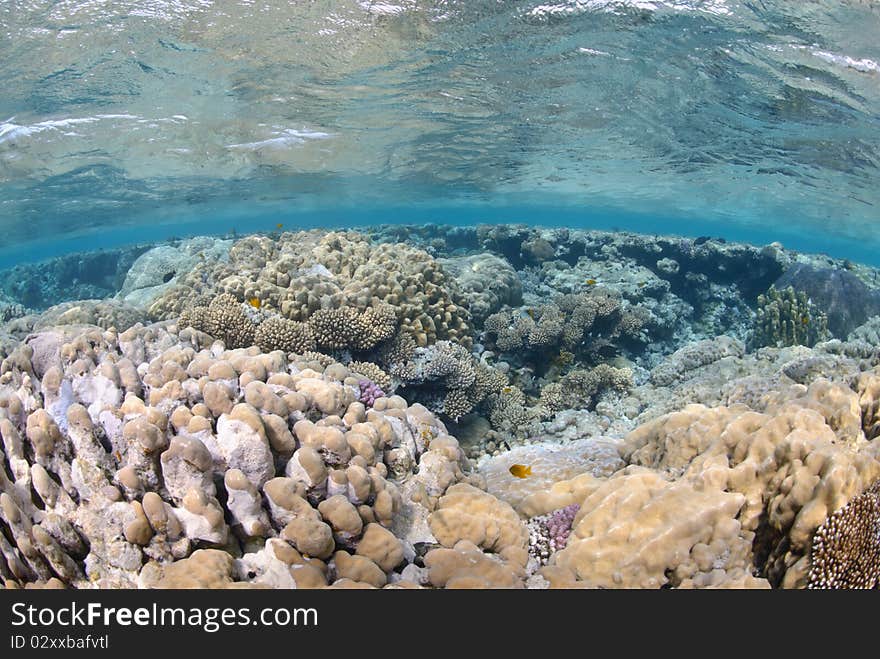 Vibrant and colourful tropical reef scene. Red sea, Egypt.