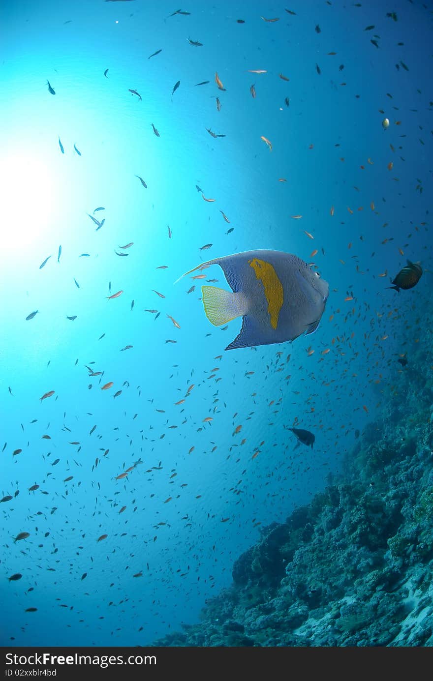 Yellow Bar Anglefish And Coral Reef