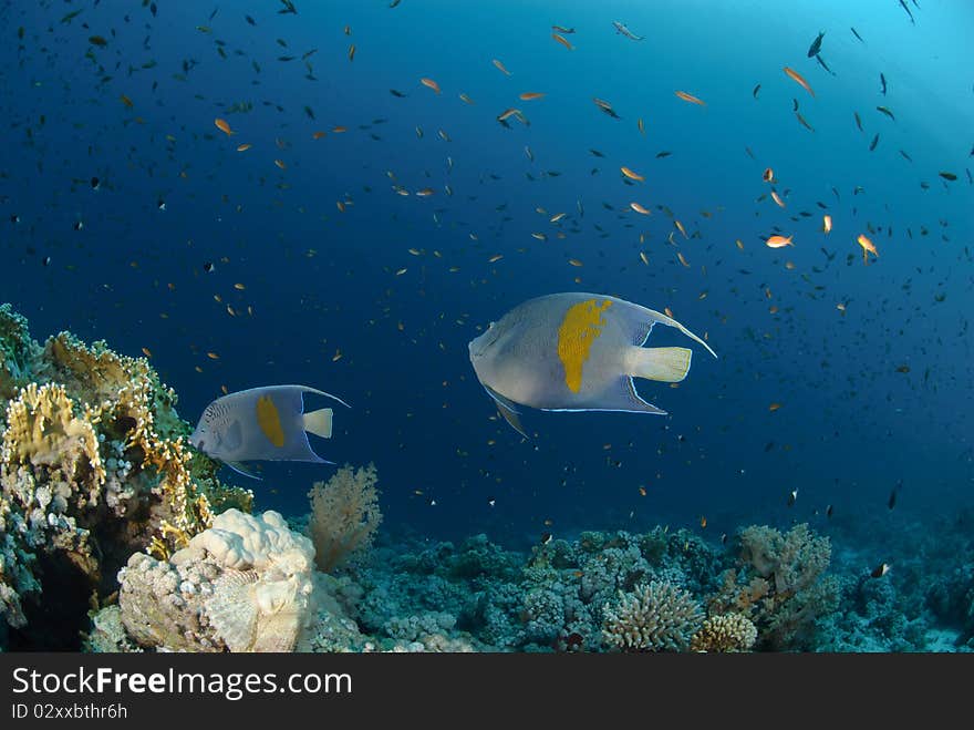 Yellow Bar Anglefish And Coral Reef