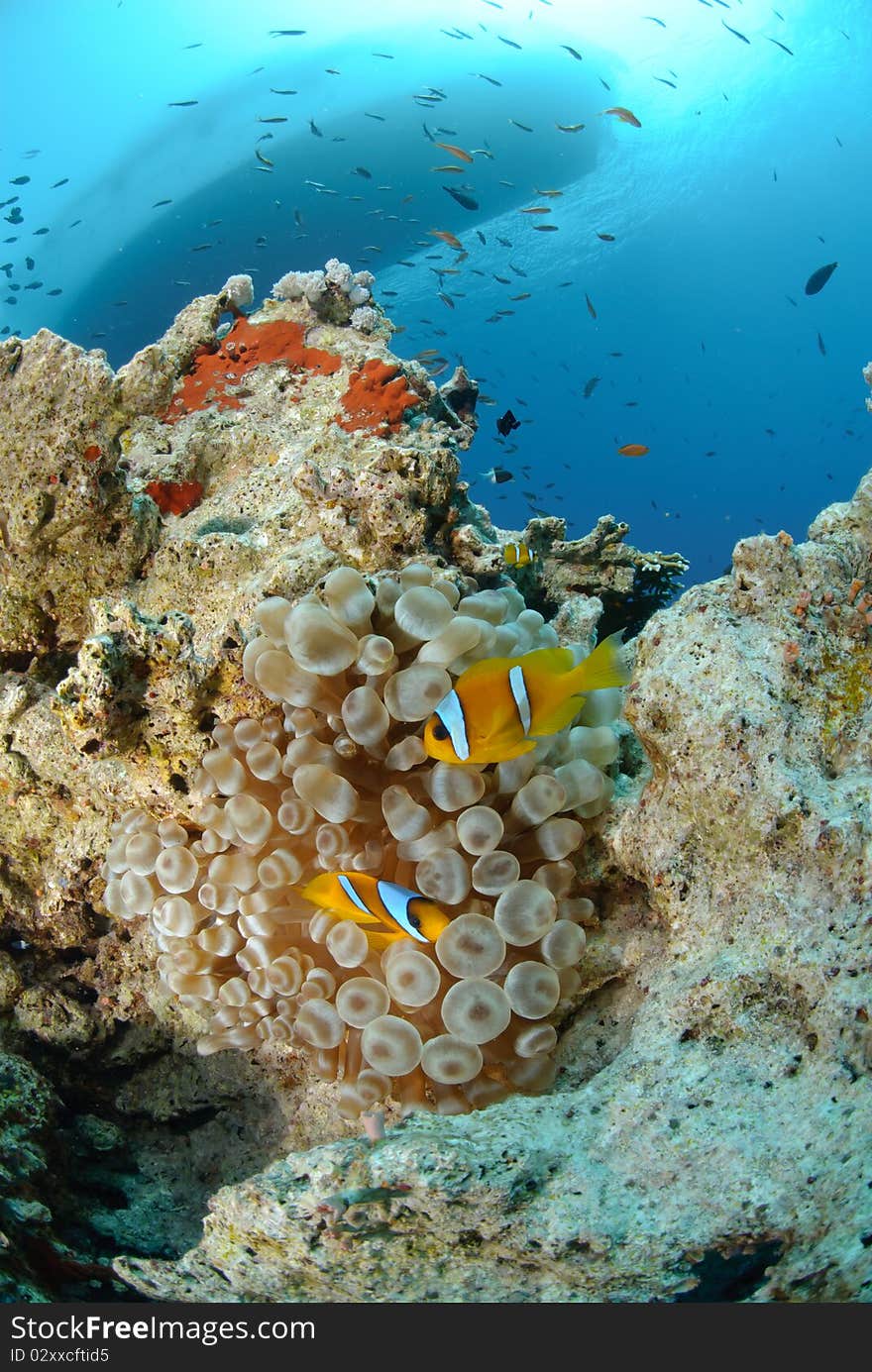 Vibrant and colourful tropical reef scene. Red sea, Egypt.