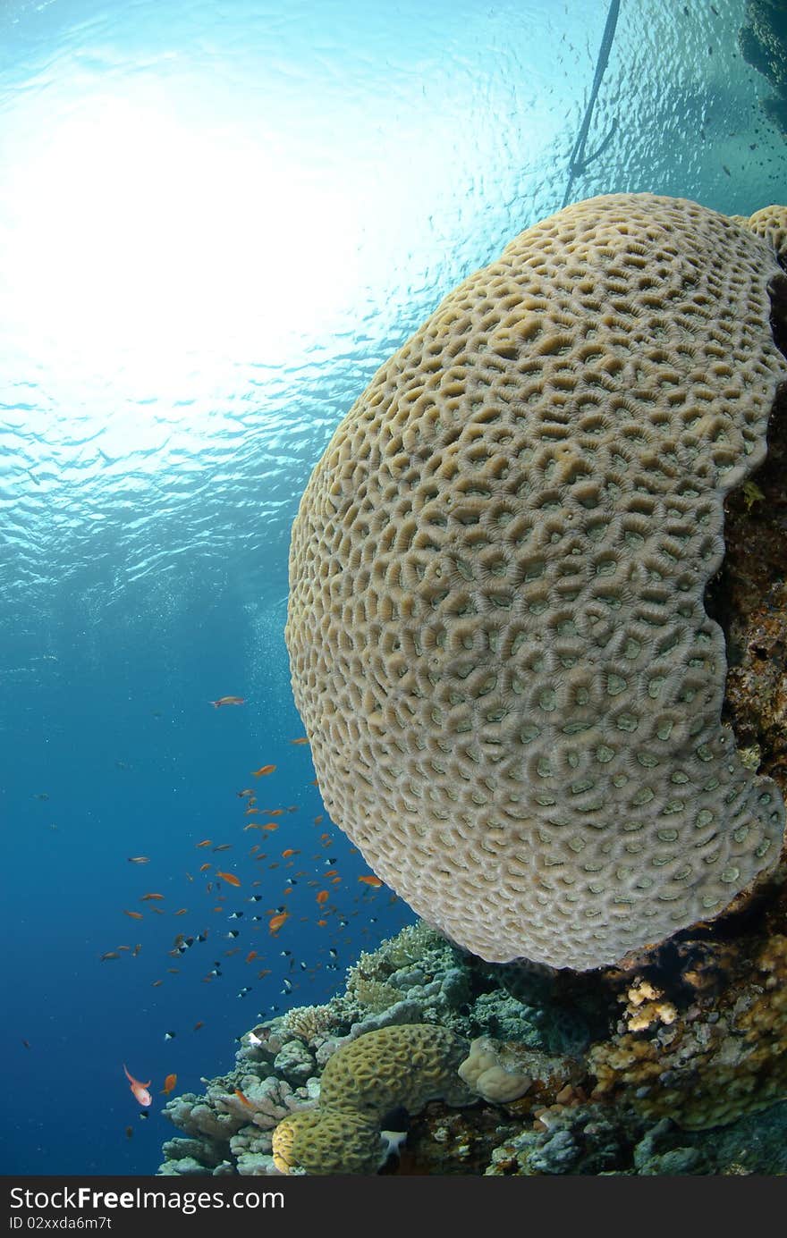 Vibrant and colourful tropical reef scene. Red sea, Egypt.