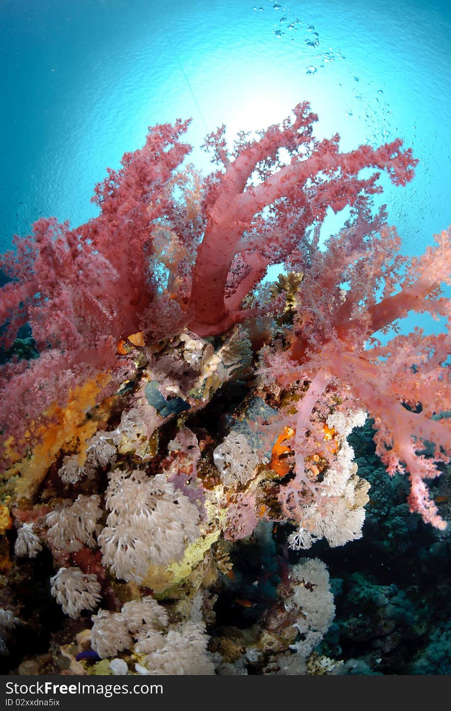 Vibrant and colourful tropical reef scene. Red sea, Egypt.