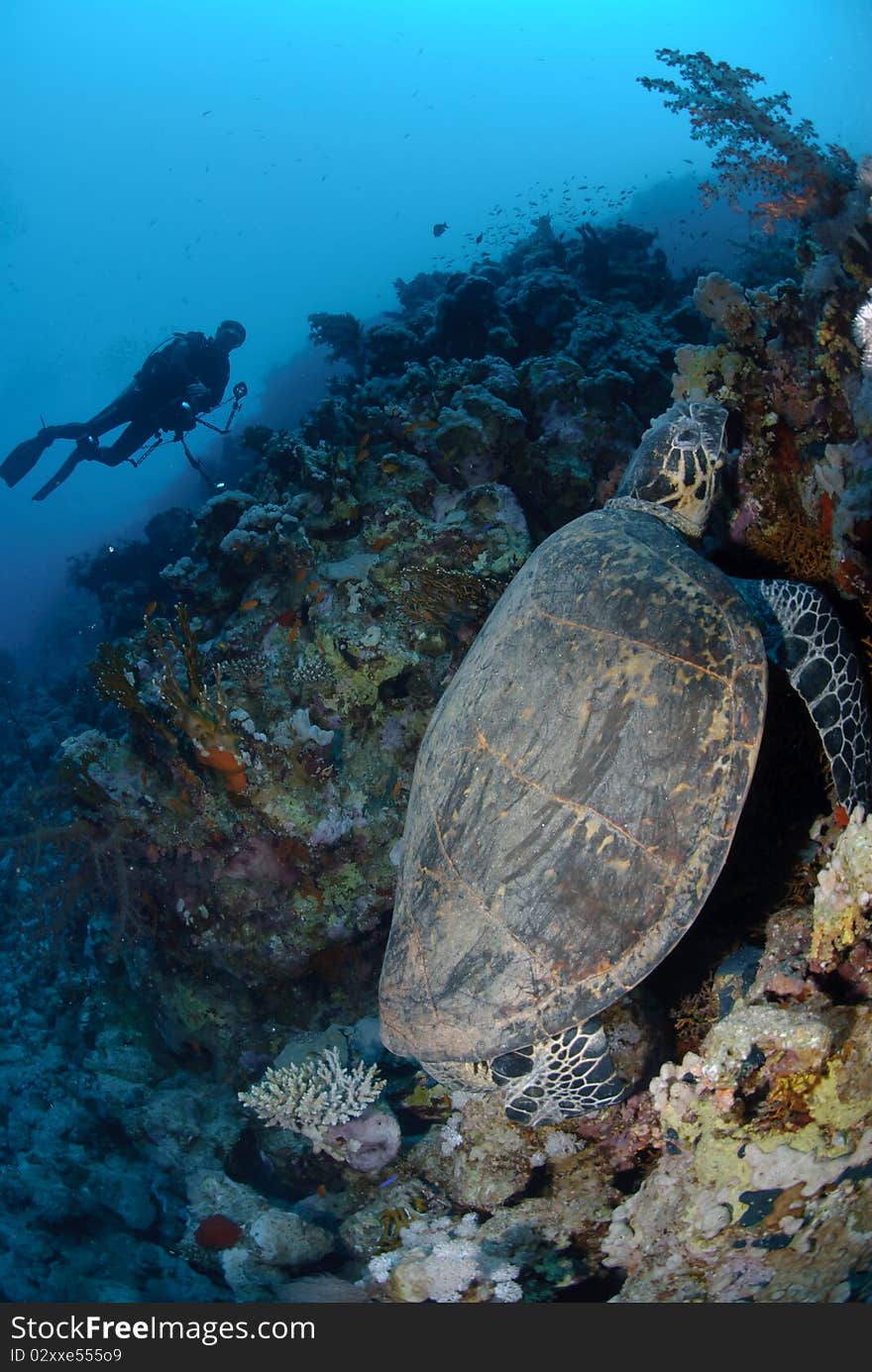 One Male hawksbill turtle resting on coral reef. Red Sea, Egypt.