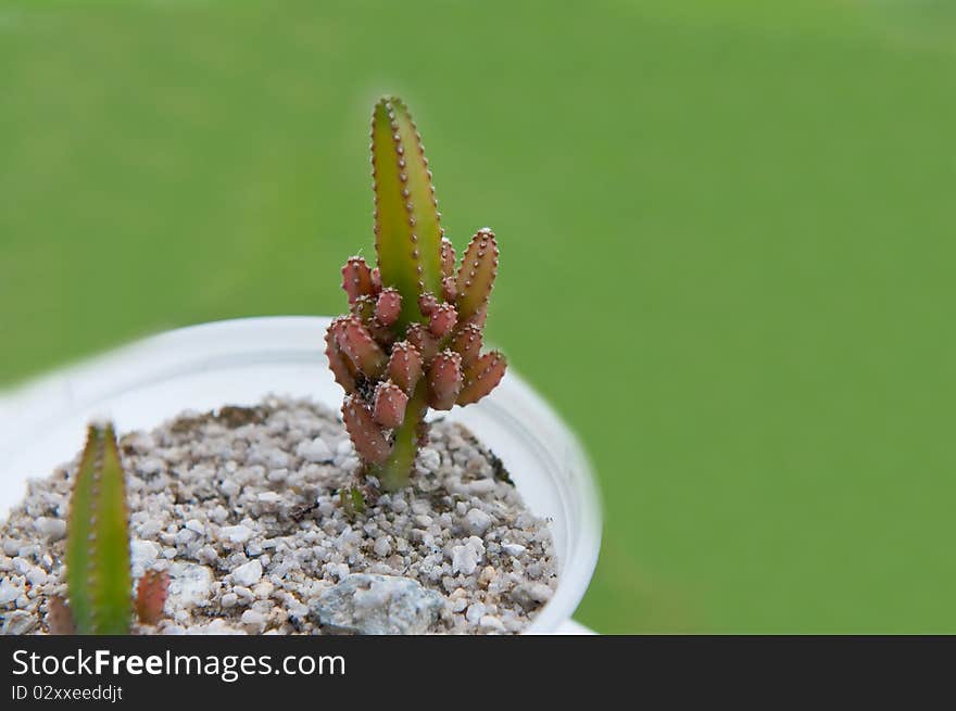 Cactus plant with green background