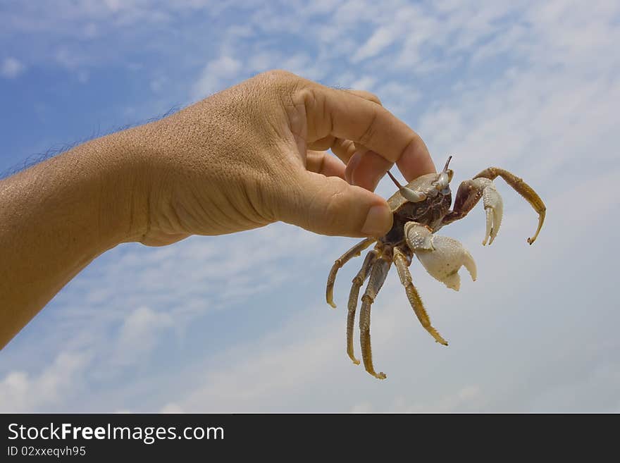 Held in the hands of a crab with a background of blue sky. Held in the hands of a crab with a background of blue sky