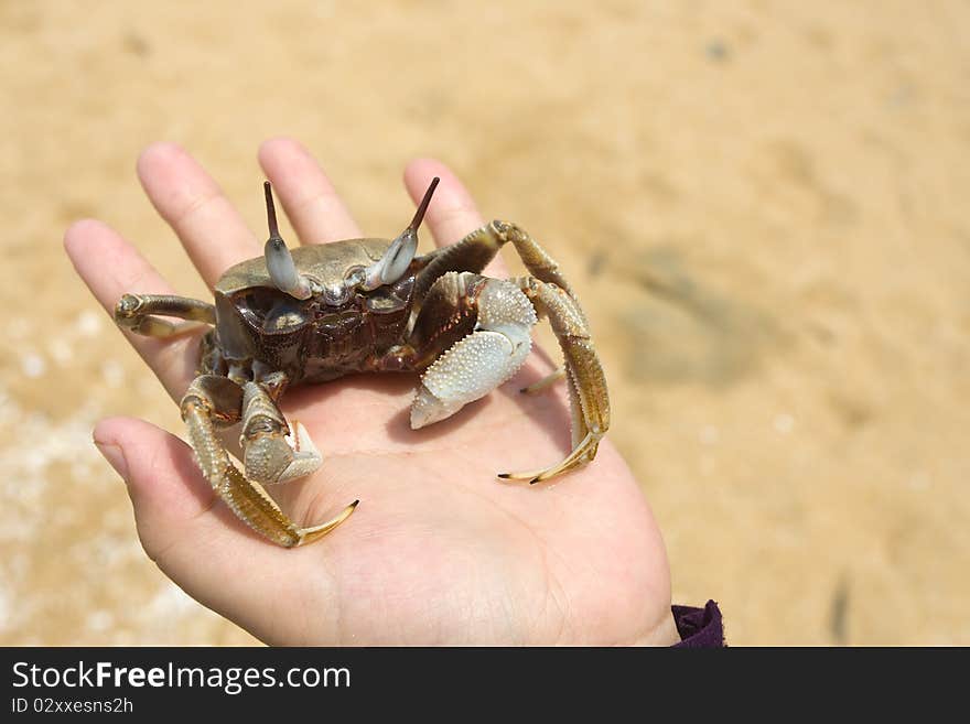 Life crab on the hand with background of sand beach