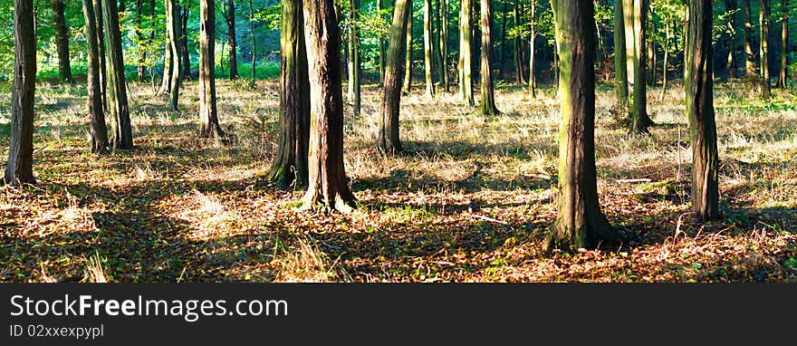 Autumn landscape of young grey forest with bright blue sky. Autumn landscape of young grey forest with bright blue sky