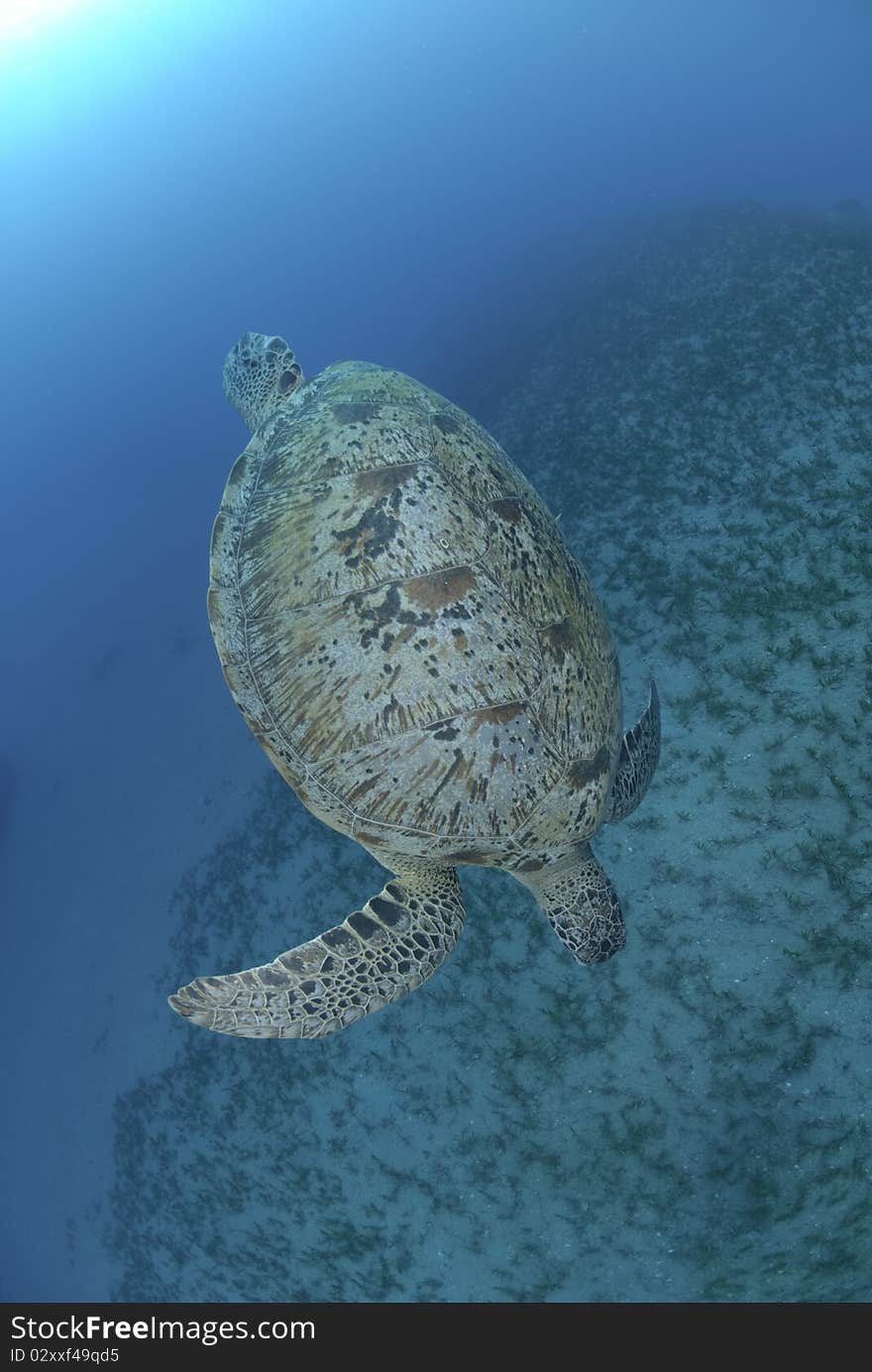 Green Turtle (chelonia mydas), endangered species, swimming down towards a bed of seagrass. Red Sea, Egypt. Green Turtle (chelonia mydas), endangered species, swimming down towards a bed of seagrass. Red Sea, Egypt.