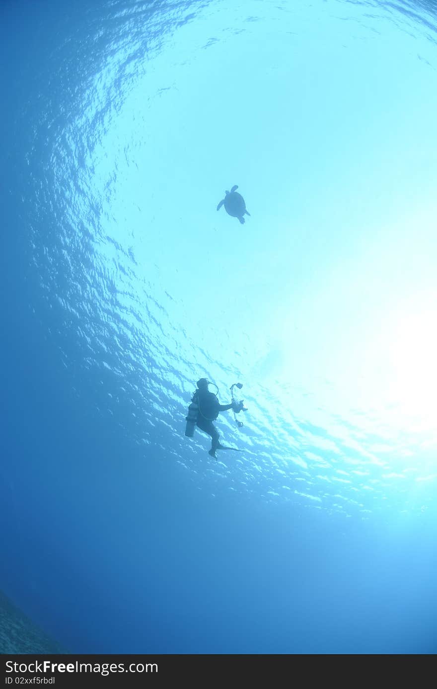 Scuba Diver looking up towards a Green Sea Turtle (chelonia mydas) on the ocean surface. Red Sea, Egypt. Scuba Diver looking up towards a Green Sea Turtle (chelonia mydas) on the ocean surface. Red Sea, Egypt.