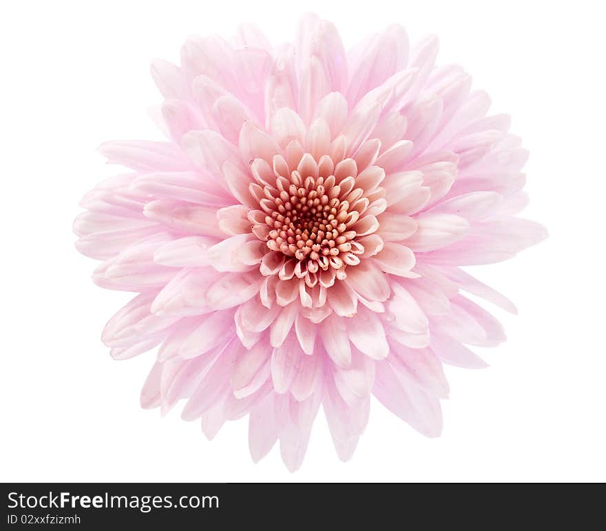 Pink Chrysanthemum