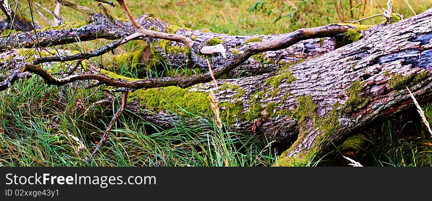 Old grey wood textured for abstract background