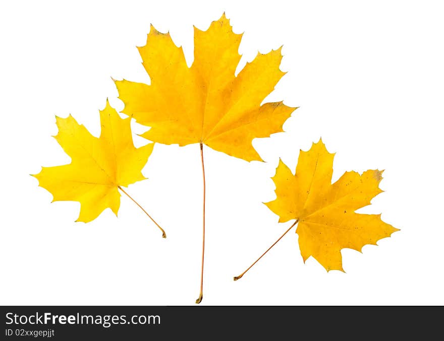 Autumn leaves on a white background