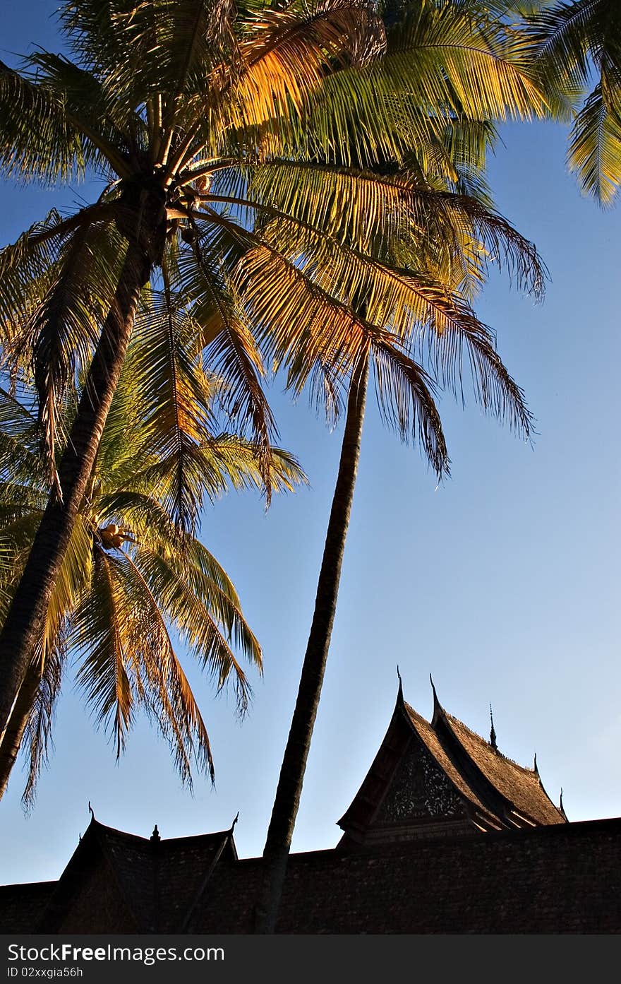 Rooftops and coconut trees at sunset in Luang Prabang, Laos. Rooftops and coconut trees at sunset in Luang Prabang, Laos