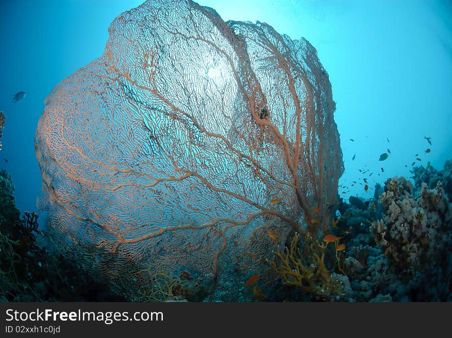 Giant Sea fan