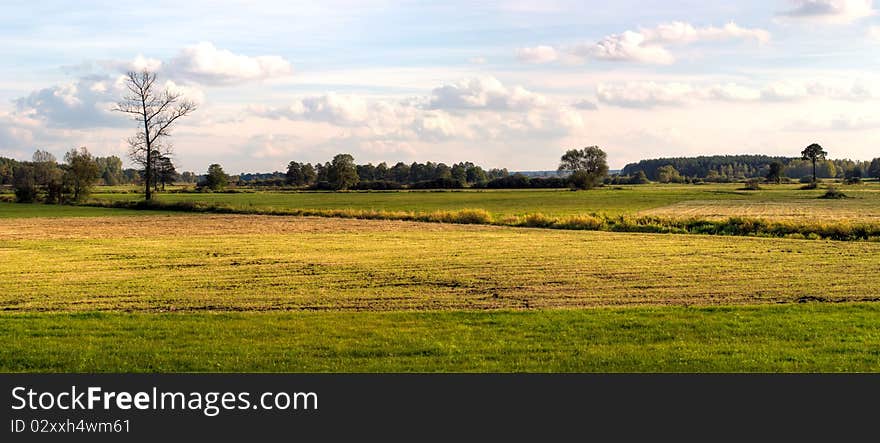 Plants for natural background on agricultural field