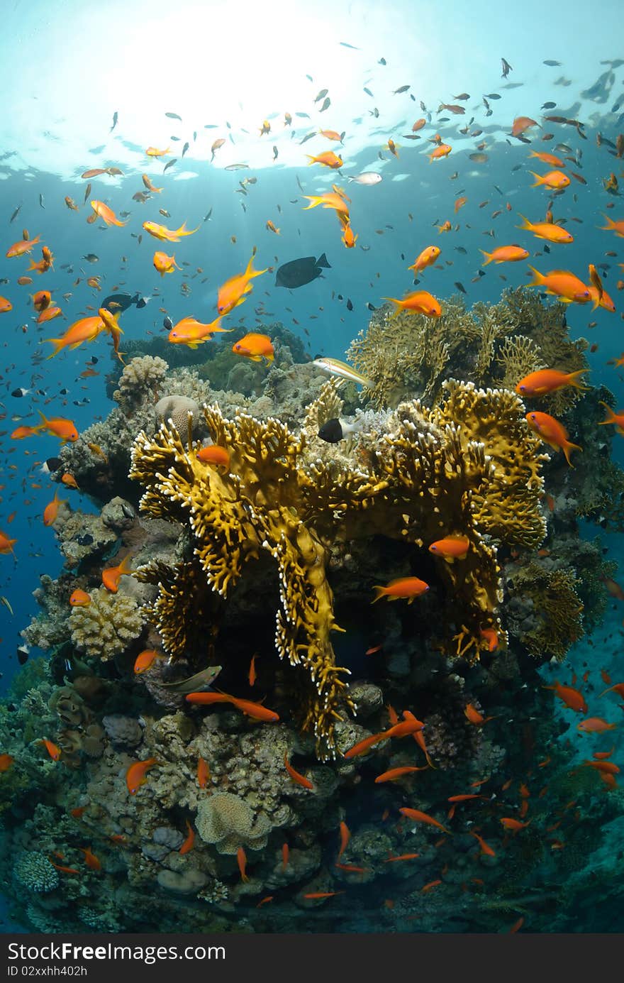 Tropical coral reef scene