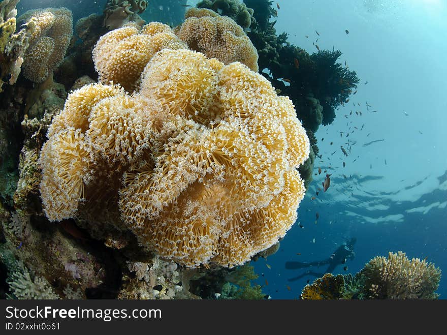 Close up of delicated soft coral. Close up of delicated soft coral.