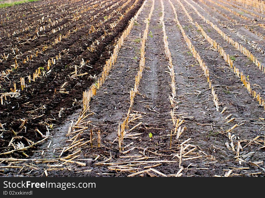 Plants for natural background on agricultural field