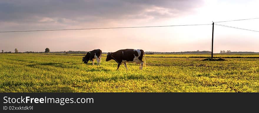 The young farm cow stands on field, (animals series)