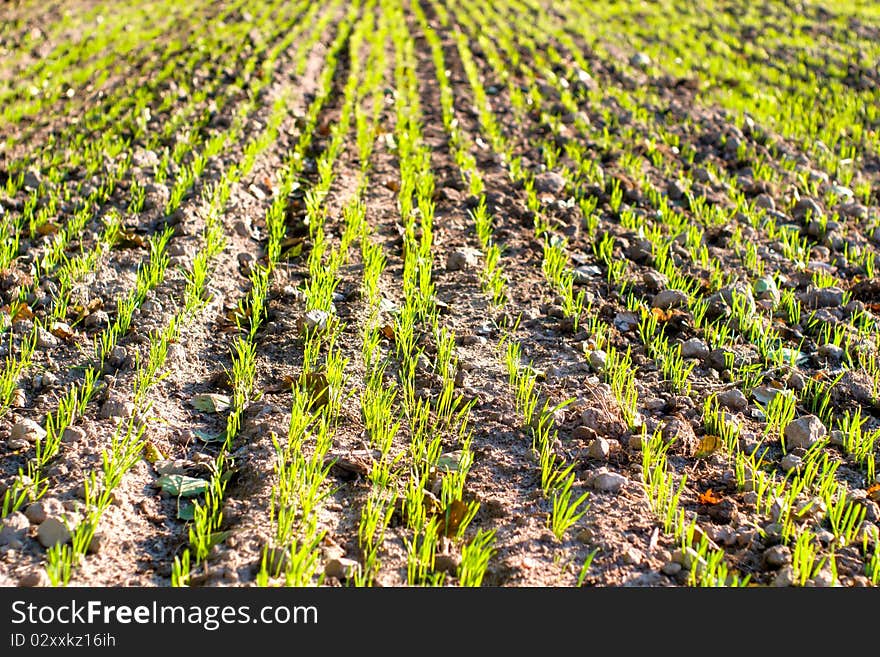 Plants for natural background on agricultural field