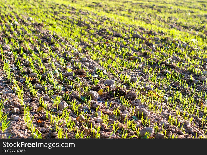 Plants for natural background on agricultural field